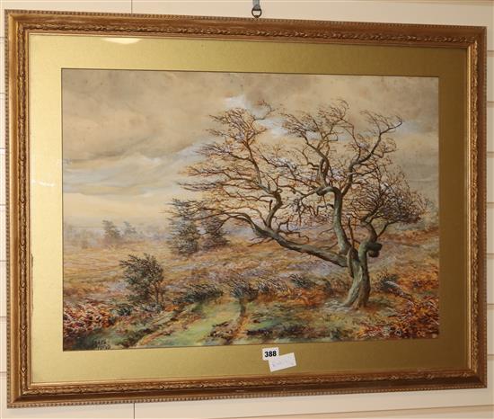 Rodgers, 1890 watercolour study of a tree 50 x 72cm.